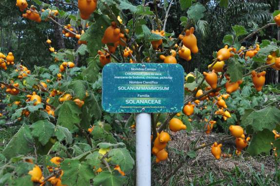 Chichigua, uma fruta de boa aparência, mas péssimo gosto, na Finca Paraiso, perto do lago Yojoa, região central de Honduras